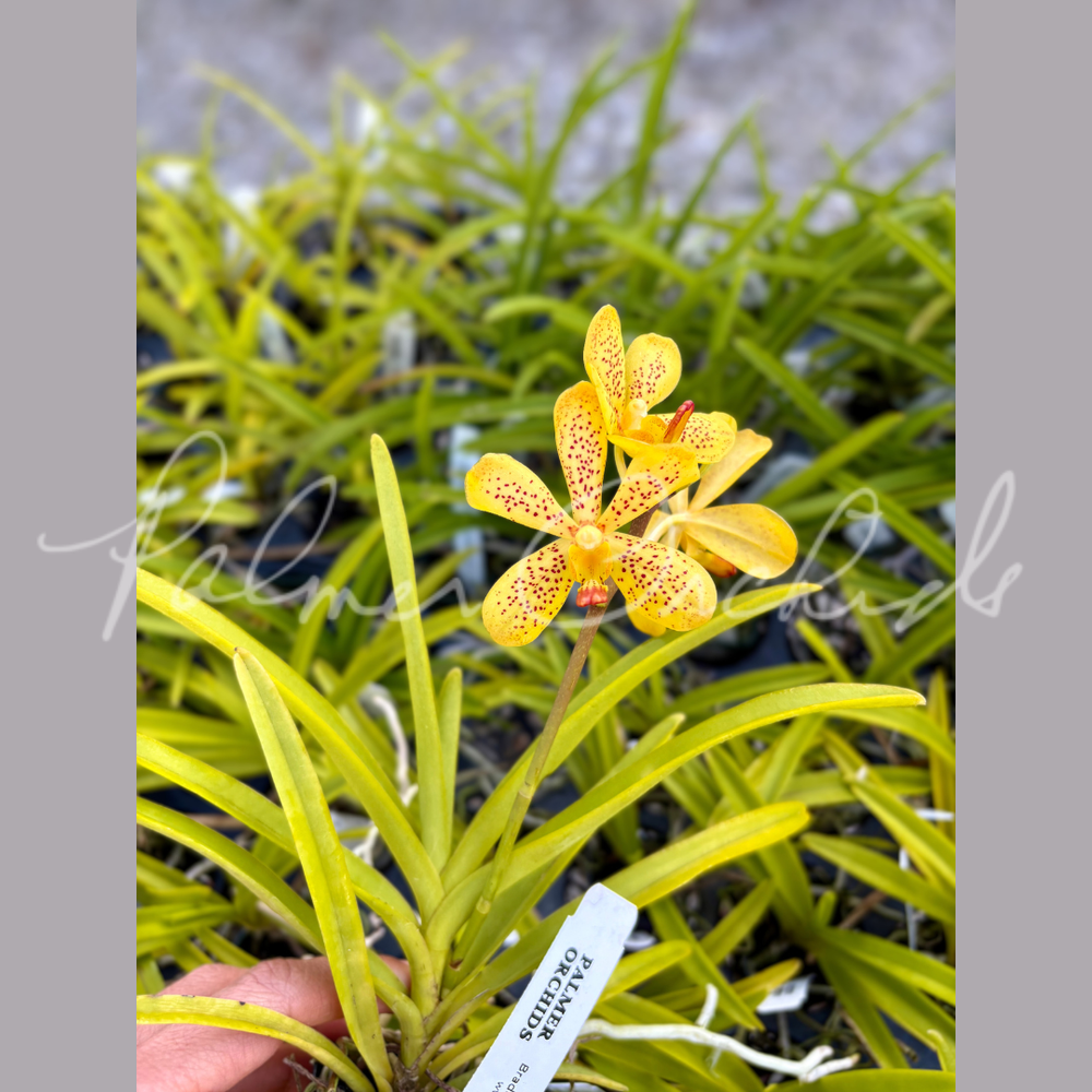 世界の野生蘭ORCHIDATLAS VOL.8 Dr.KOJI KARASAWA Rlc. Kyla Kobayashi 'Palmer Orchids' — Palmer Orchids